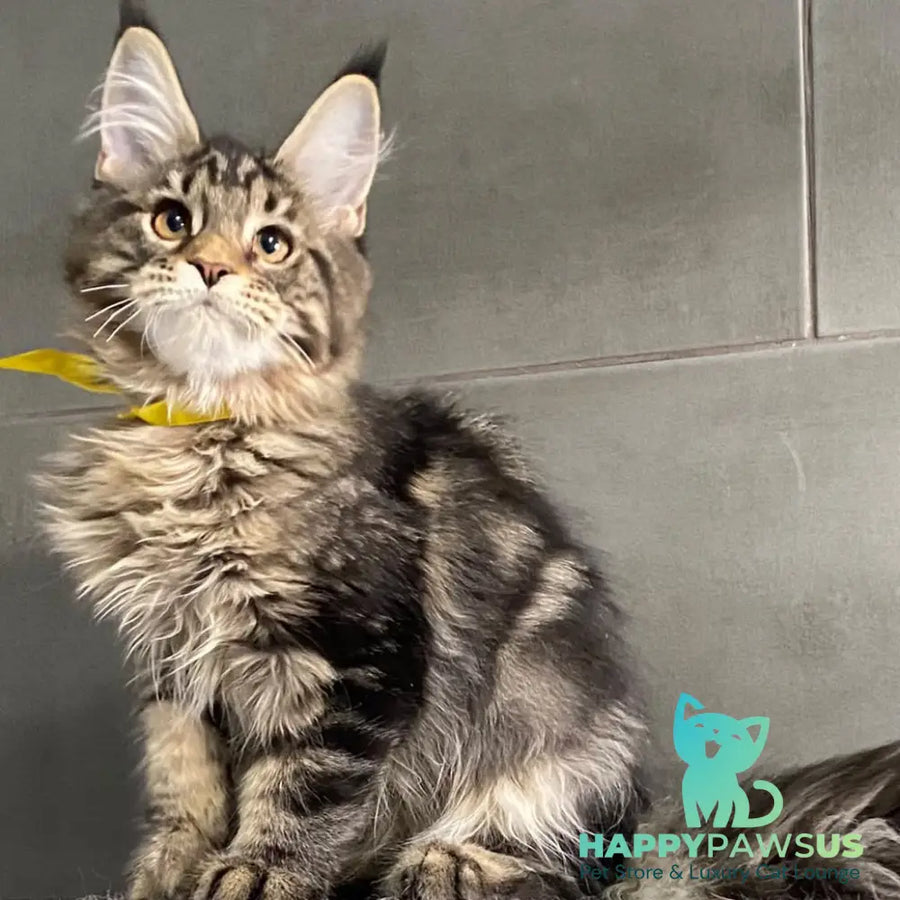 Umba Maine Coon female black tabby - live animals