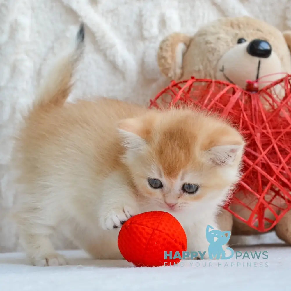 Umber British Shorthair male black golden chinchilla live animals