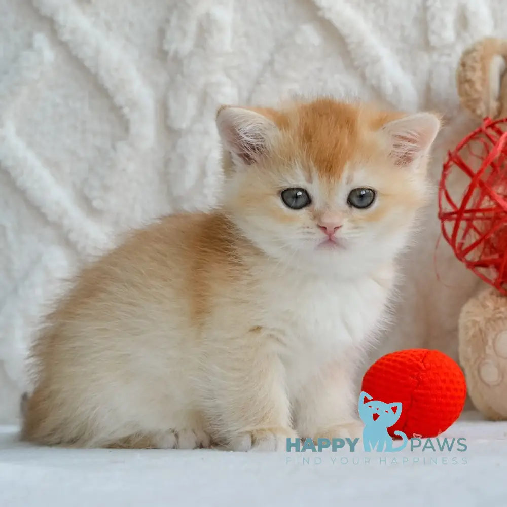 Umber British Shorthair male black golden chinchilla live animals