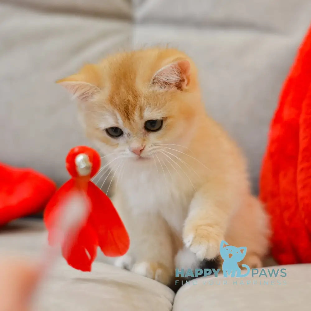 Umber British Shorthair male black golden chinchilla live animals