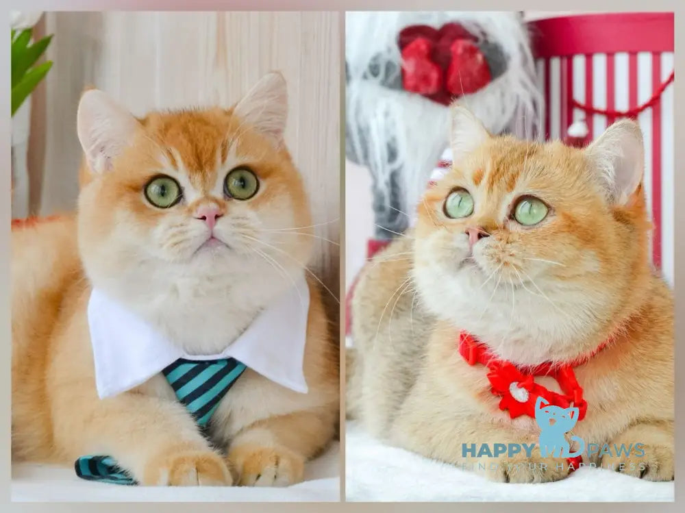 Umber British Shorthair male black golden chinchilla live animals