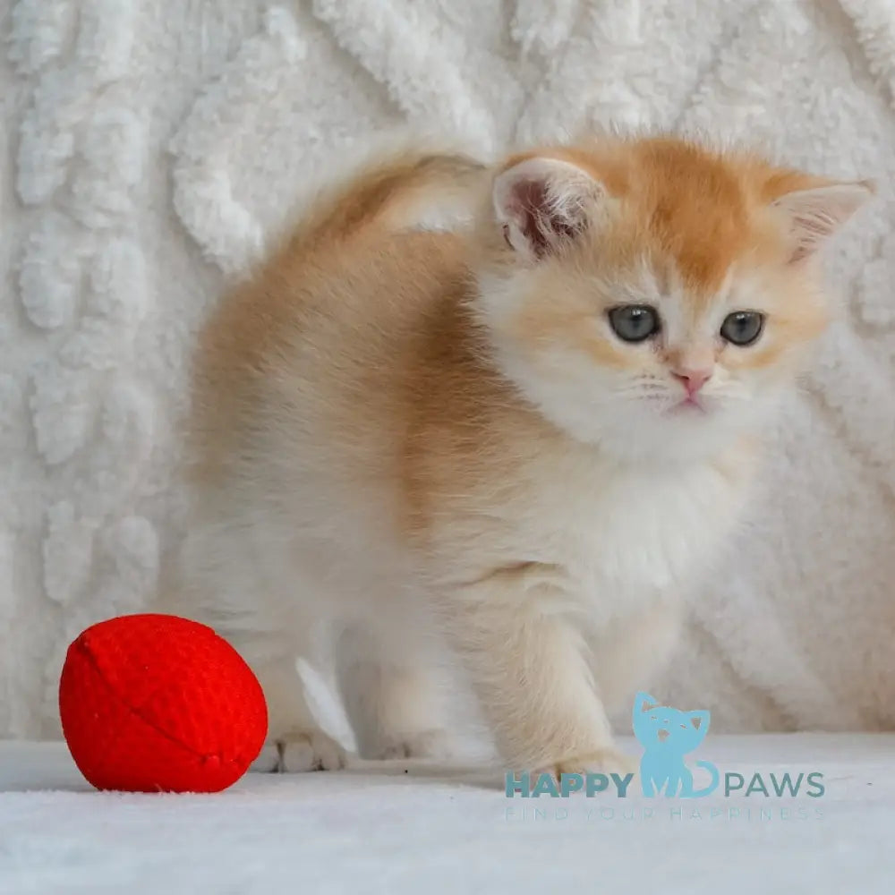 Umber British Shorthair male black golden chinchilla live animals