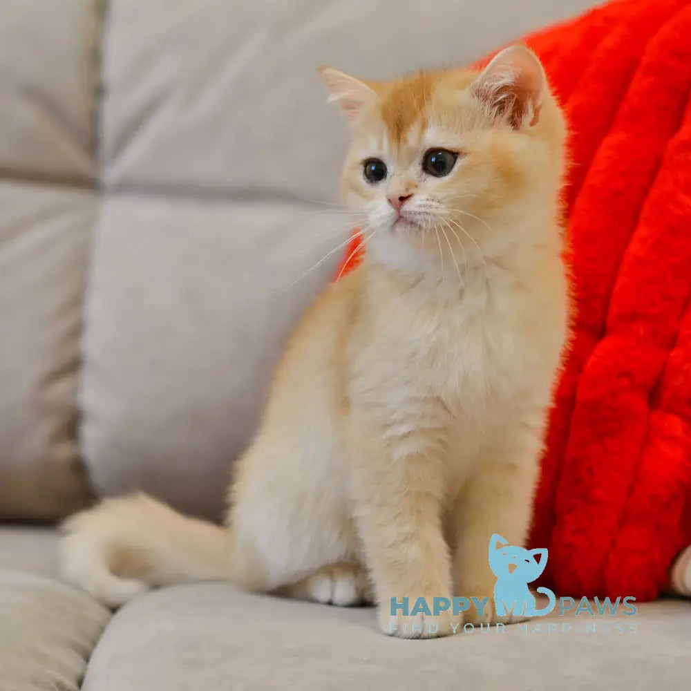 Umber British Shorthair male black golden chinchilla live animals
