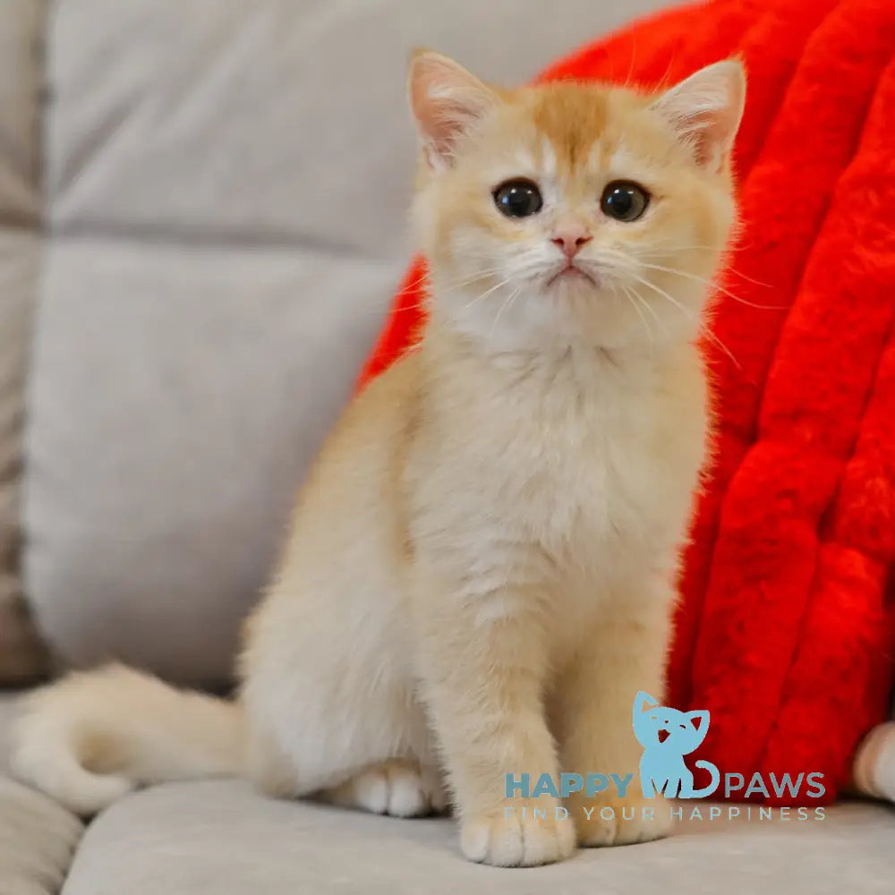 Umber British Shorthair male black golden chinchilla live animals
