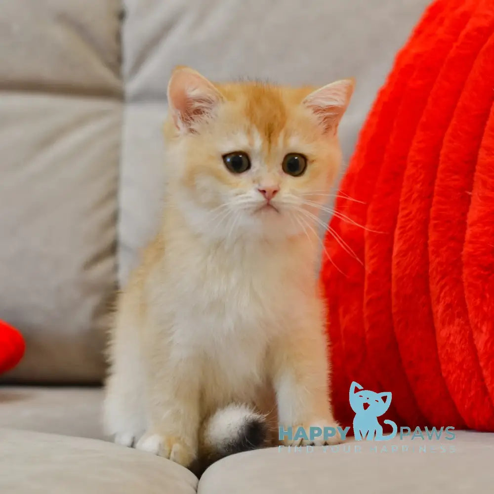 Umber British Shorthair male black golden chinchilla live animals