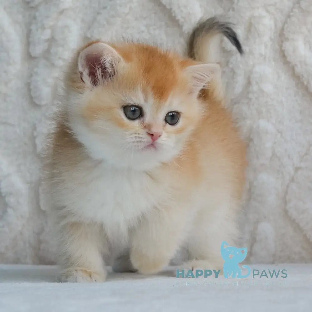 Umber British Shorthair male black golden chinchilla live animals