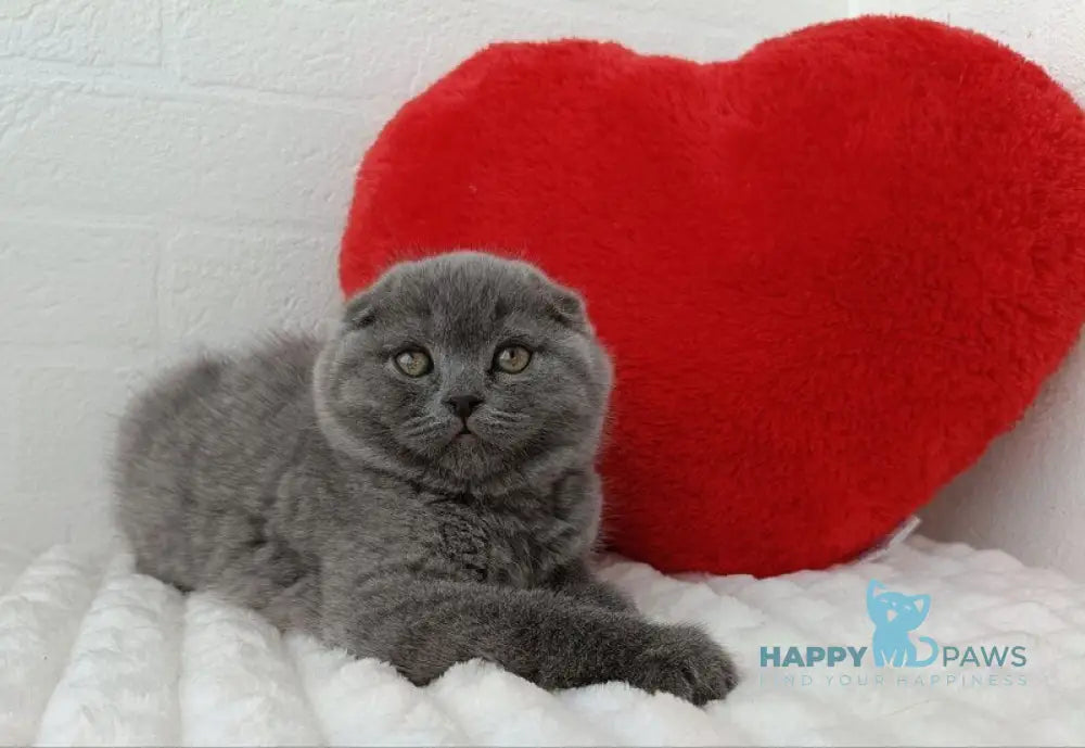 Umber Scottish Fold female blue live animals