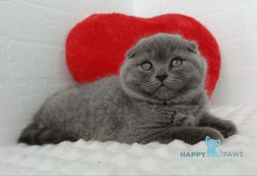 Umber Scottish Fold female blue live animals