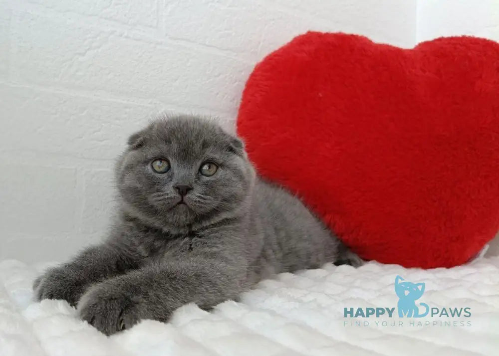 Umber Scottish Fold female blue live animals