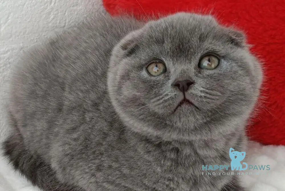 Umber Scottish Fold female blue live animals