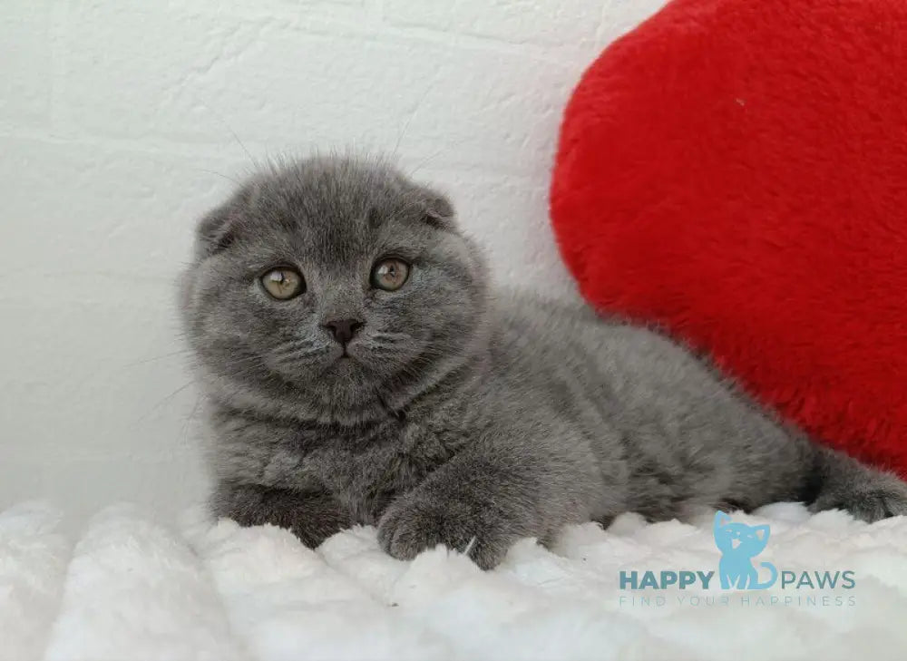 Umber Scottish Fold female blue live animals