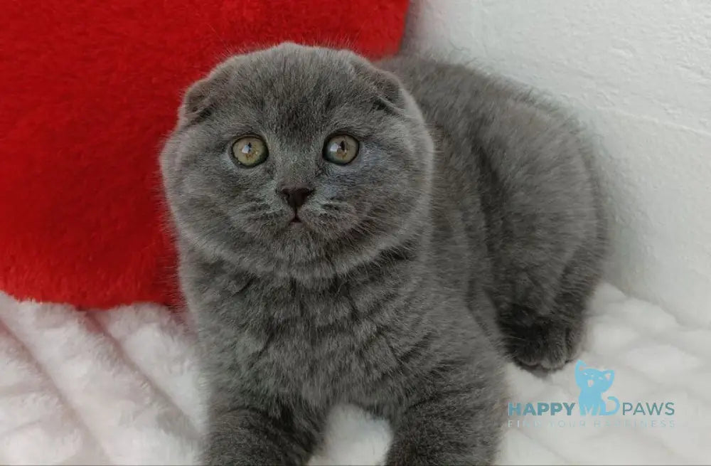 Umber Scottish Fold female blue live animals
