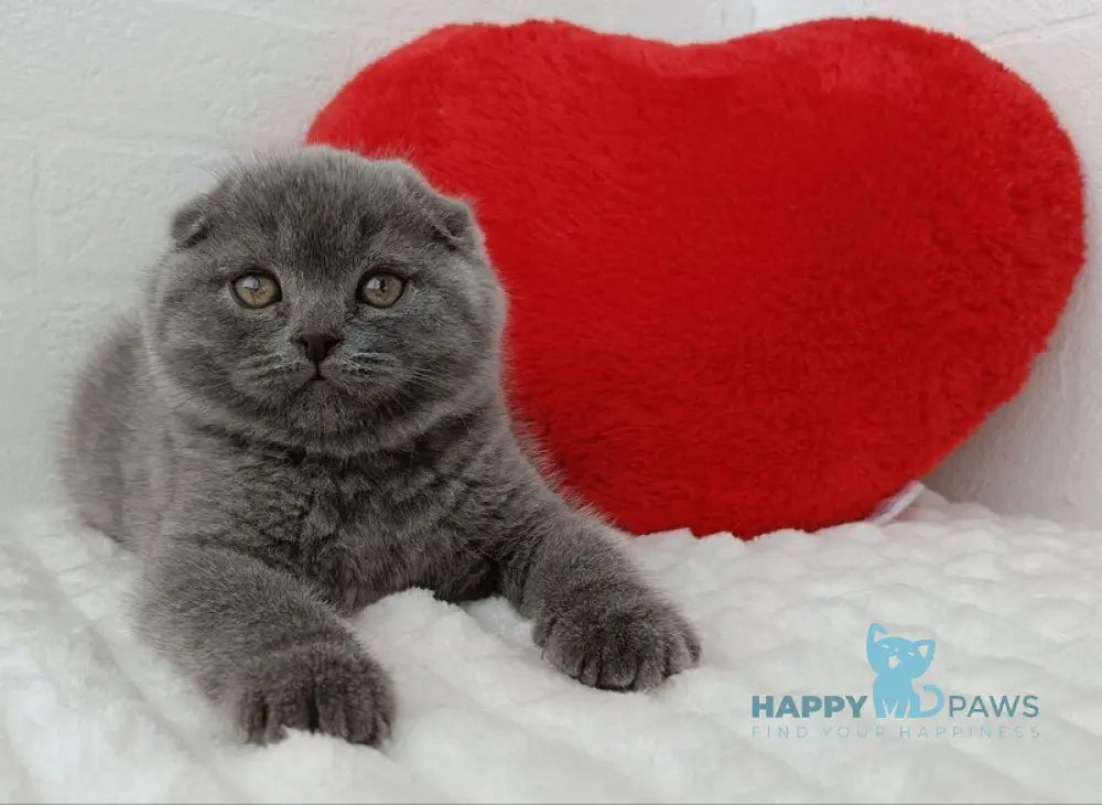 Umber Scottish Fold female blue live animals