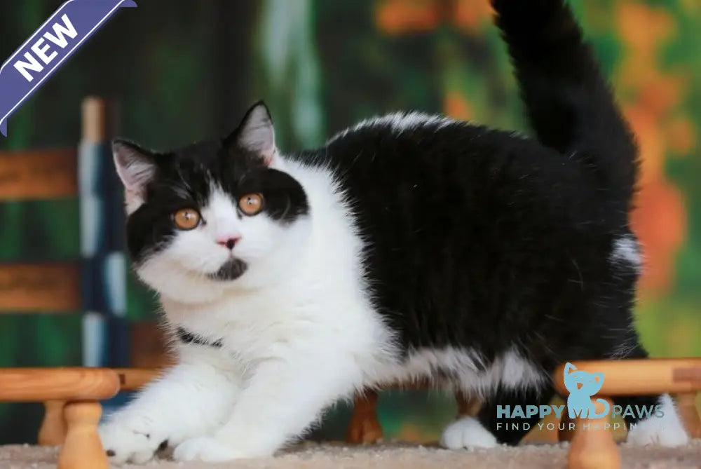 Umberto British Shorthair male black bicolour live animals