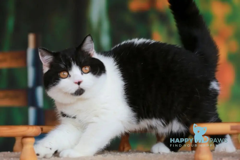 Umberto British Shorthair male black bicolour live animals