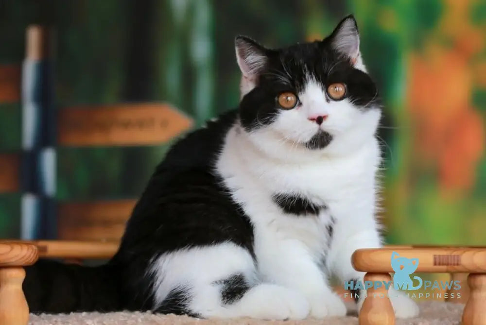 Umberto British Shorthair male black bicolour live animals