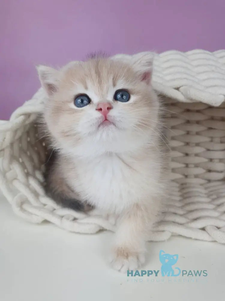 Umberto British Shorthair male blue golden chinchilla live animals