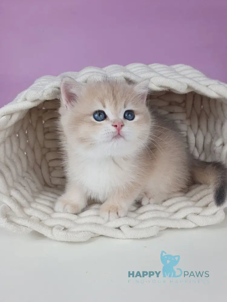 Umberto British Shorthair male blue golden chinchilla live animals