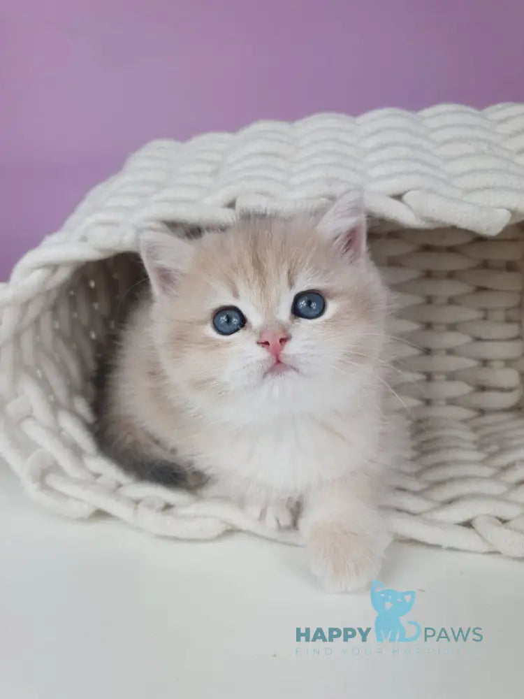 Umberto British Shorthair male blue golden chinchilla live animals
