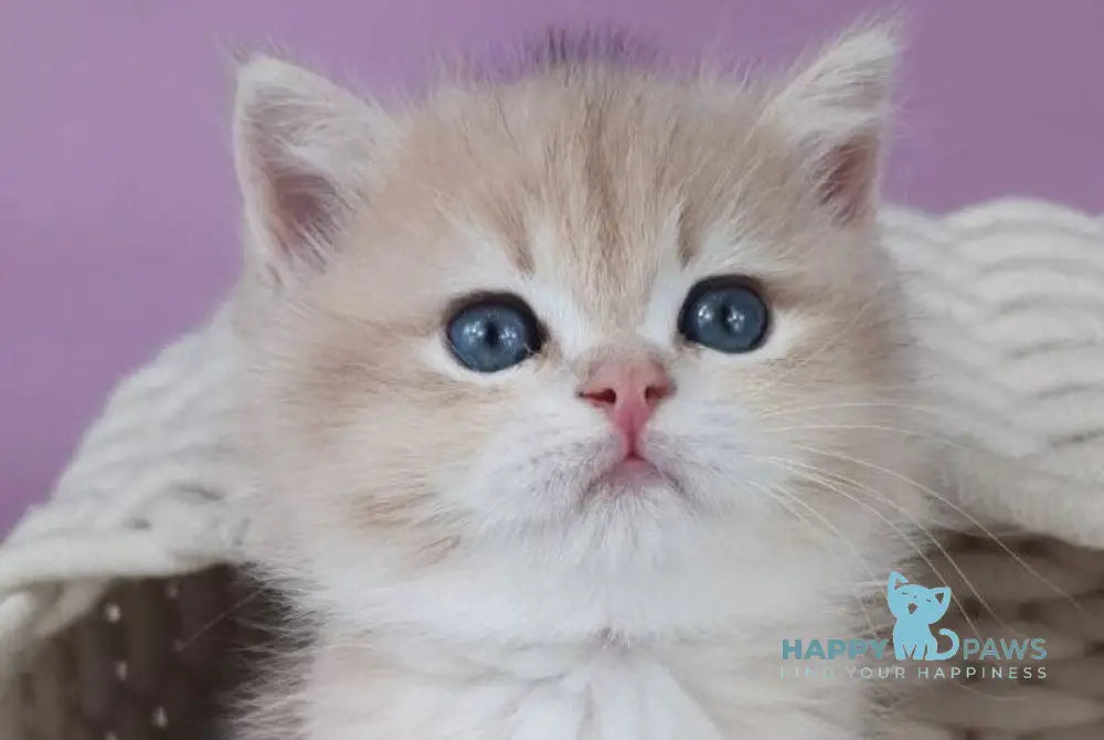 Umberto British Shorthair male blue golden chinchilla live animals