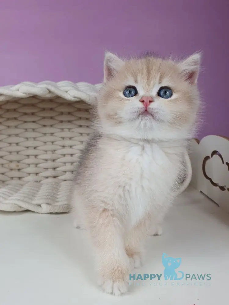 Umberto British Shorthair male blue golden chinchilla live animals