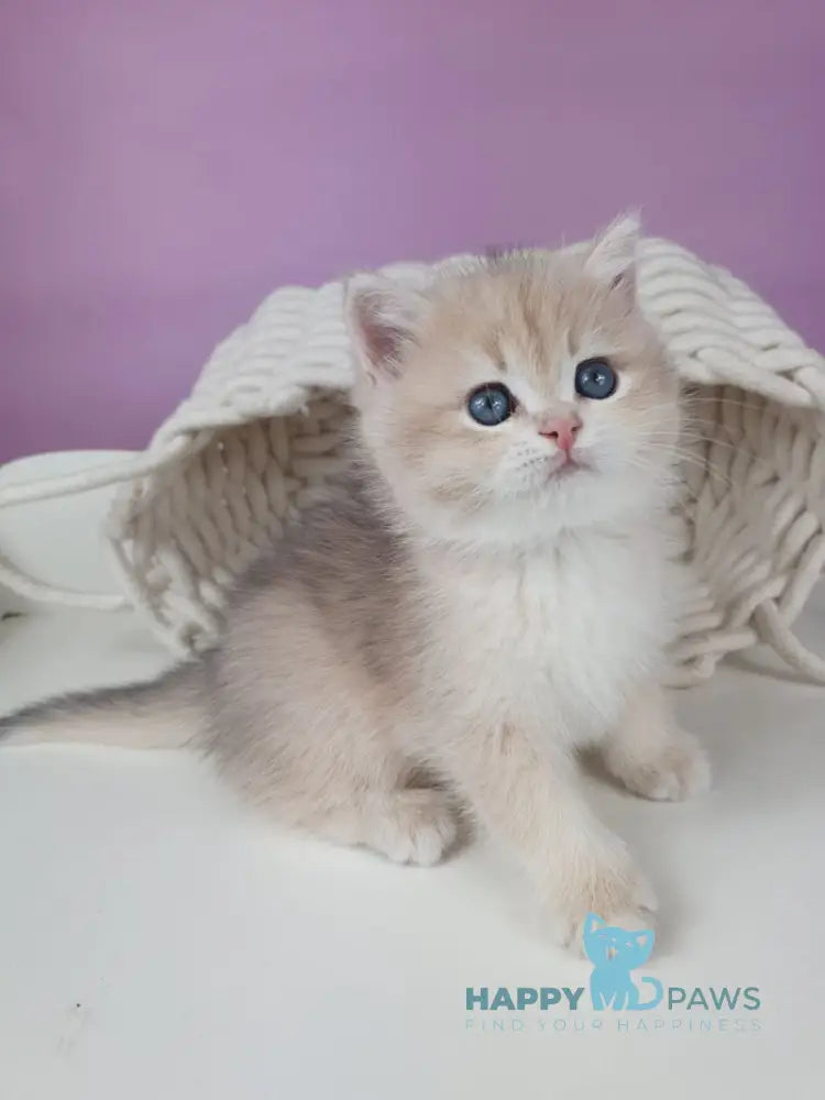 Umberto British Shorthair male blue golden chinchilla live animals