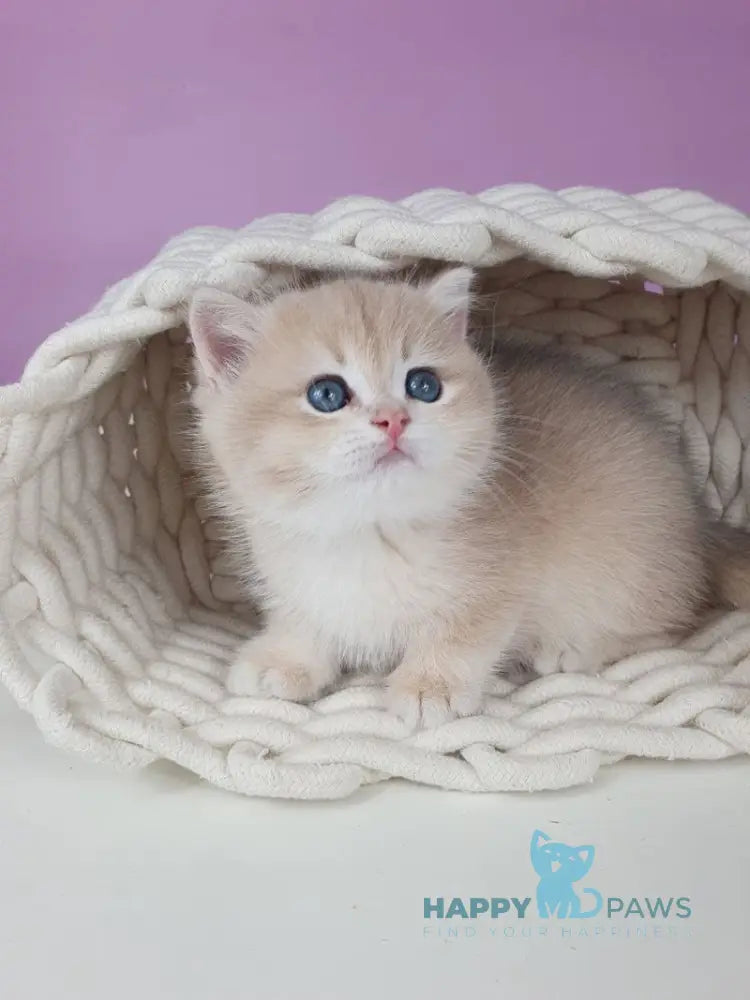 Umberto British Shorthair male blue golden chinchilla live animals