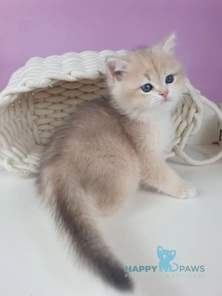 Umberto British Shorthair male blue golden chinchilla live animals