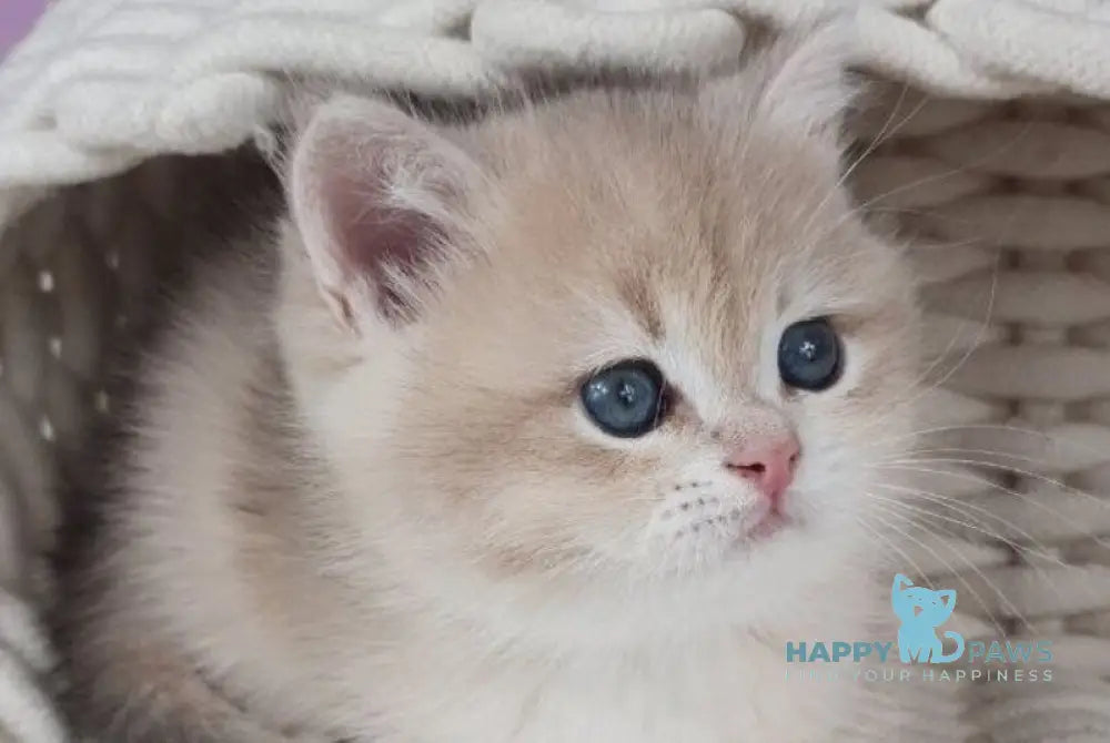 Umberto British Shorthair male blue golden chinchilla live animals