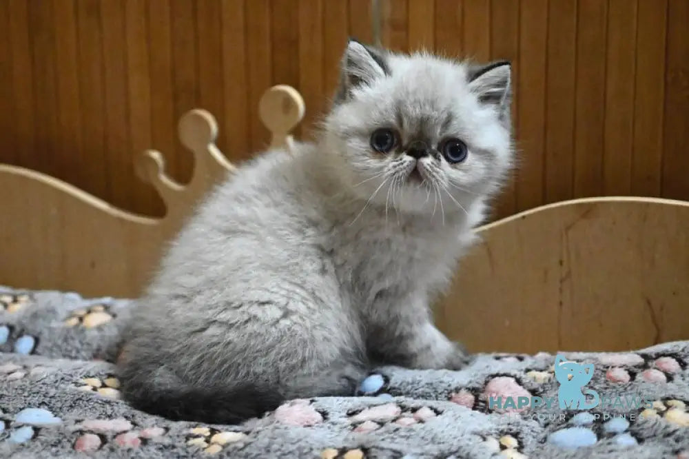 Umberto Exotic male black tabby pointed live animals