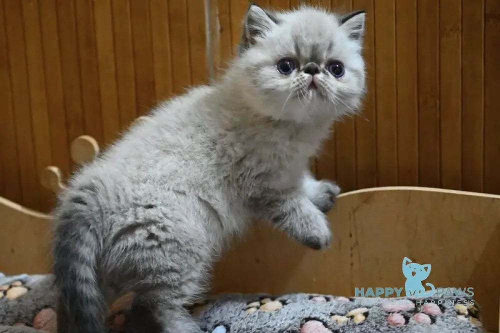 Umberto Exotic male black tabby pointed live animals