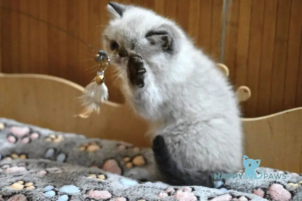 Umberto Exotic male black tabby pointed live animals