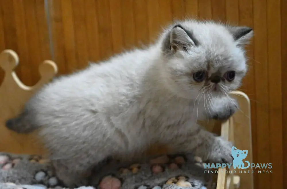 Umberto Exotic male black tabby pointed live animals