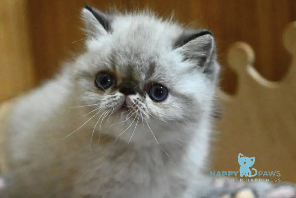 Umberto Exotic male black tabby pointed live animals