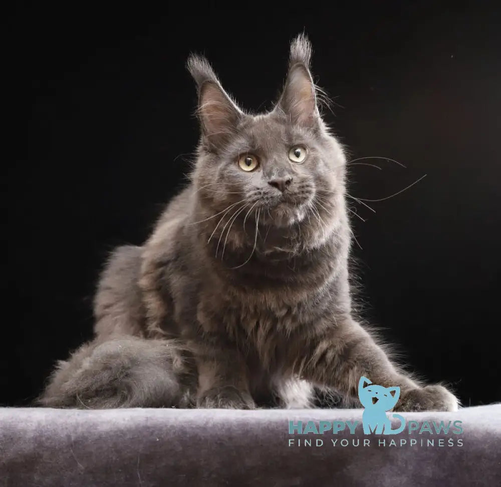 Umberto Maine Coon male blue live animals