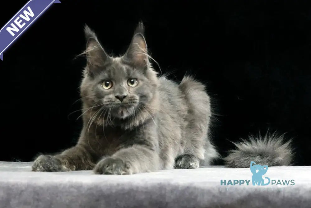 Umberto Maine Coon male blue live animals