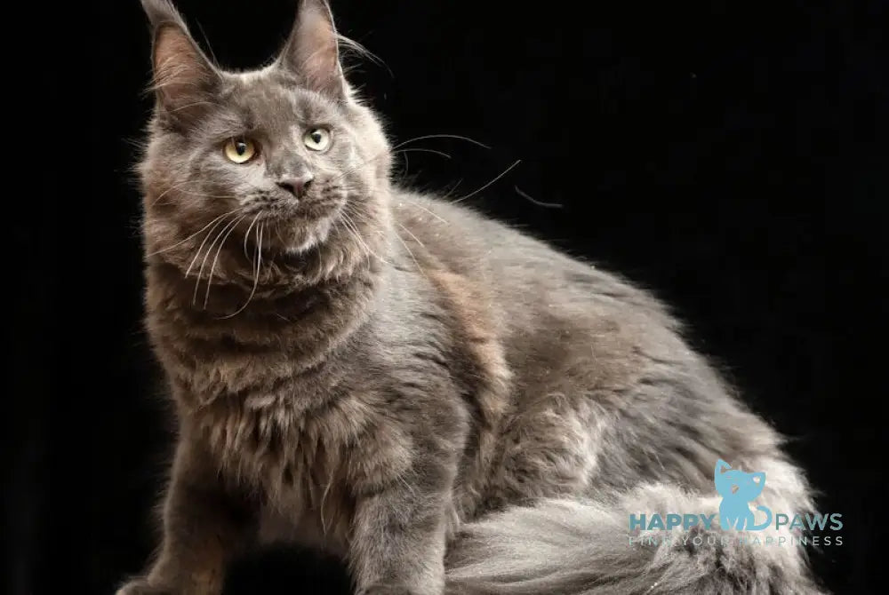 Umberto Maine Coon male blue live animals