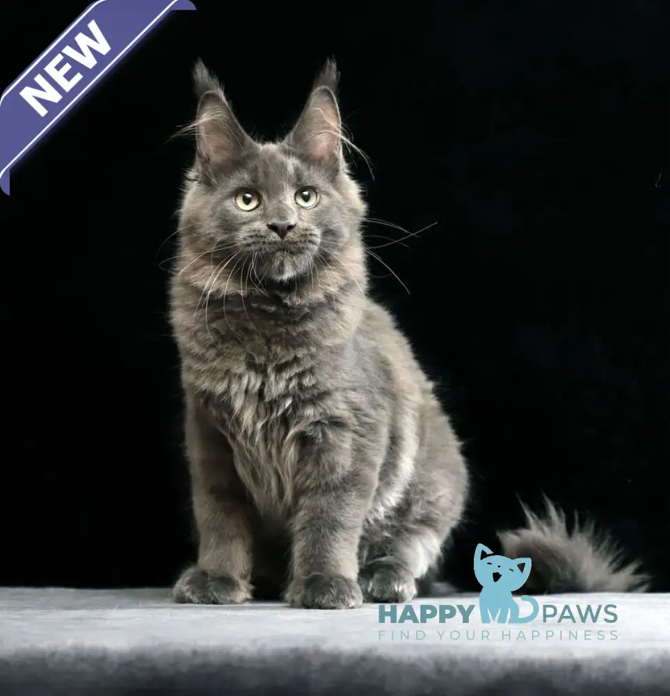 Umberto Maine Coon male blue live animals