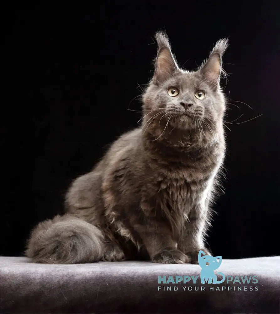 Umberto Maine Coon male blue live animals