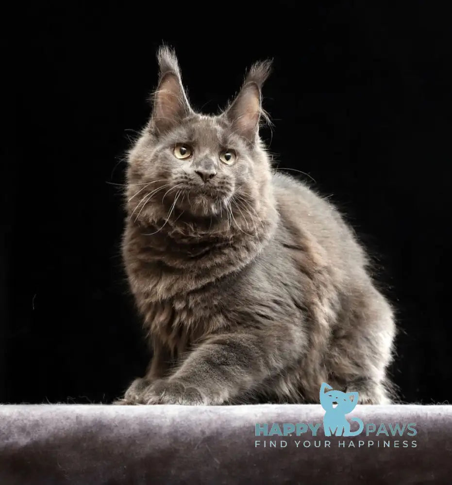Umberto Maine Coon male blue live animals