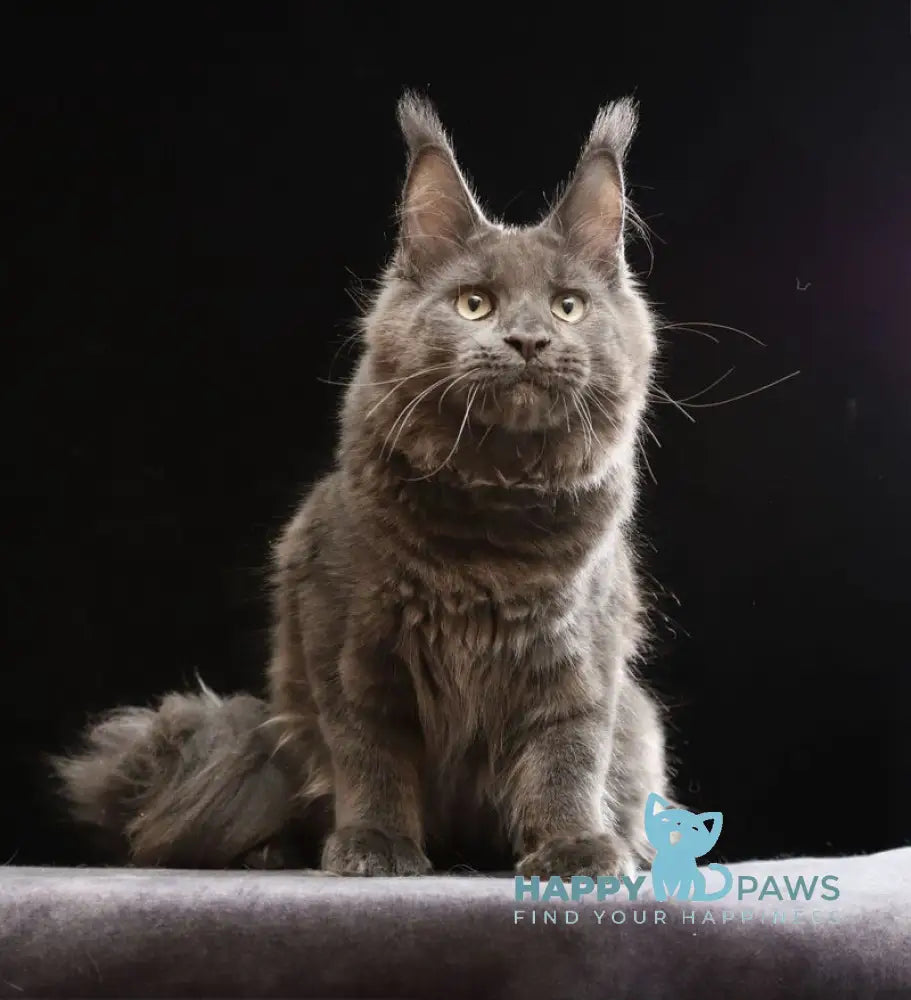 Umberto Maine Coon male blue live animals