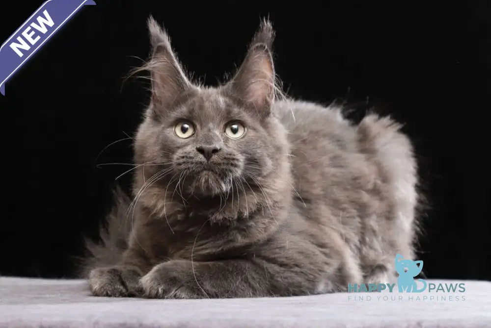 Umberto Maine Coon male blue live animals