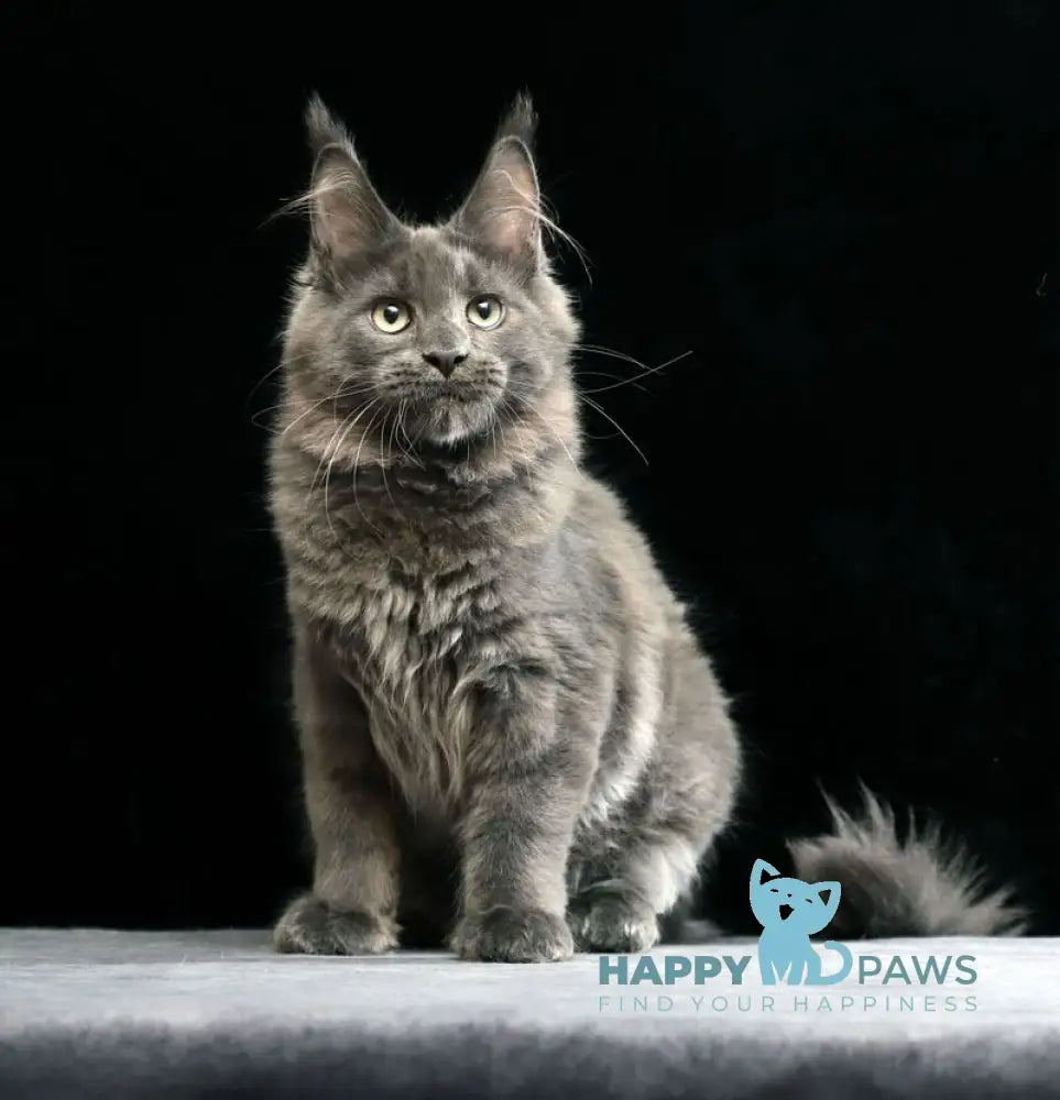 Umberto Maine Coon male blue live animals