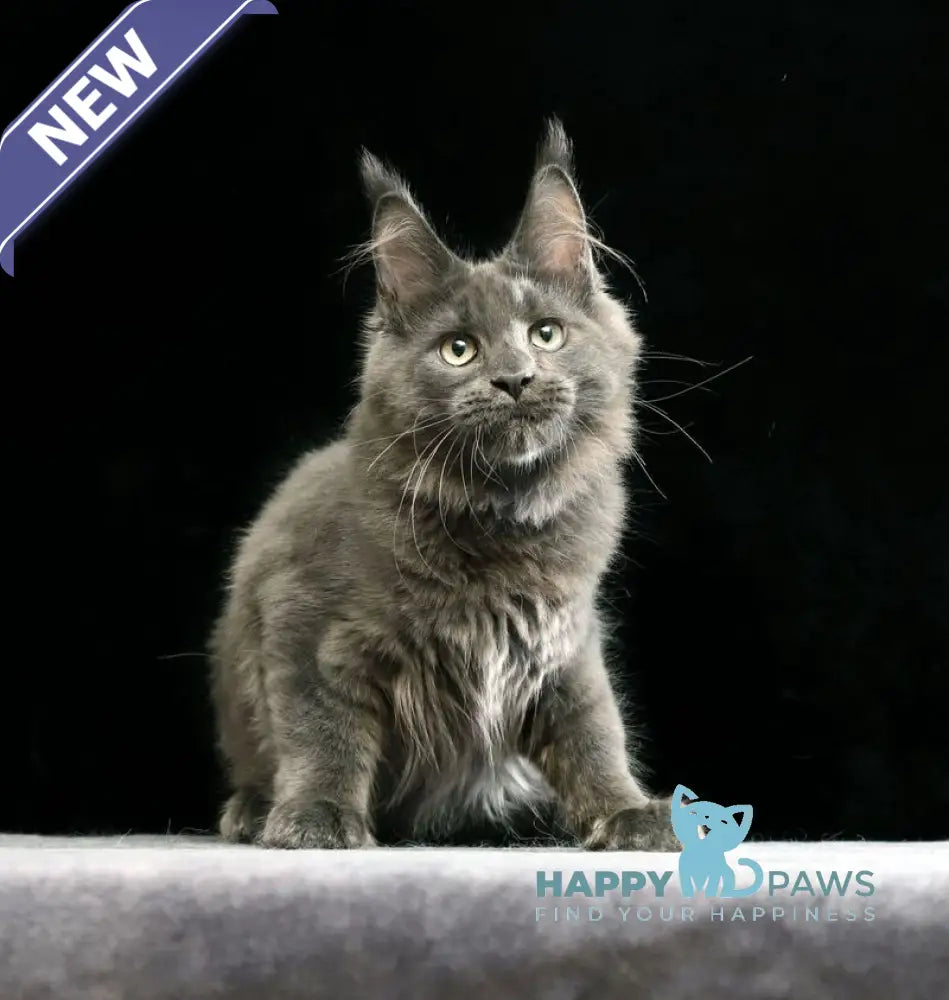 Umberto Maine Coon male blue live animals