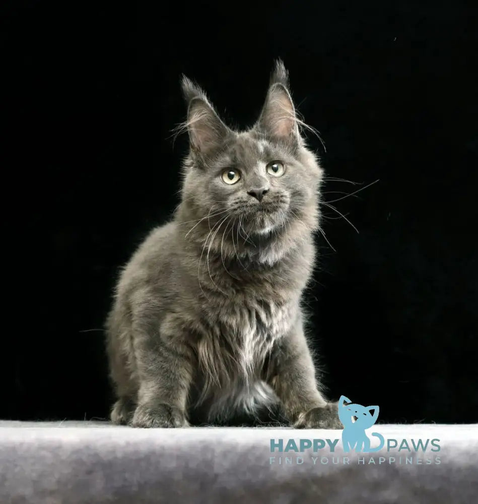 Umberto Maine Coon male blue live animals