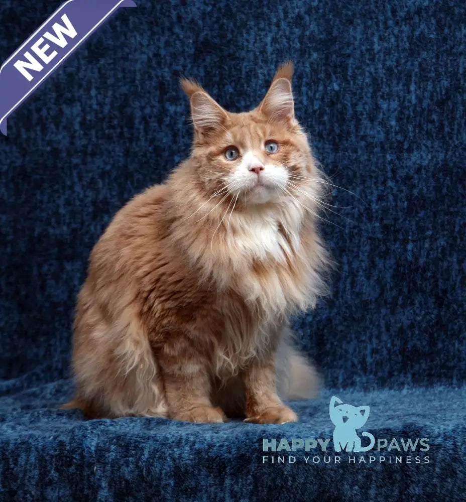Umberto Maine Coon male blue live animals