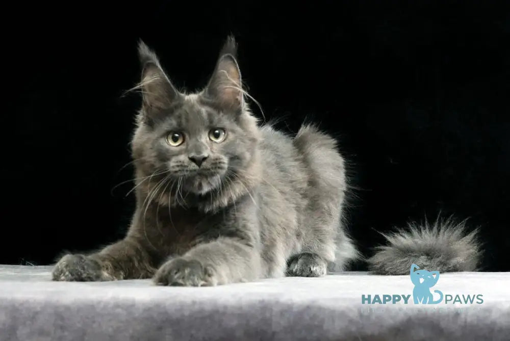 Umberto Maine Coon male blue live animals