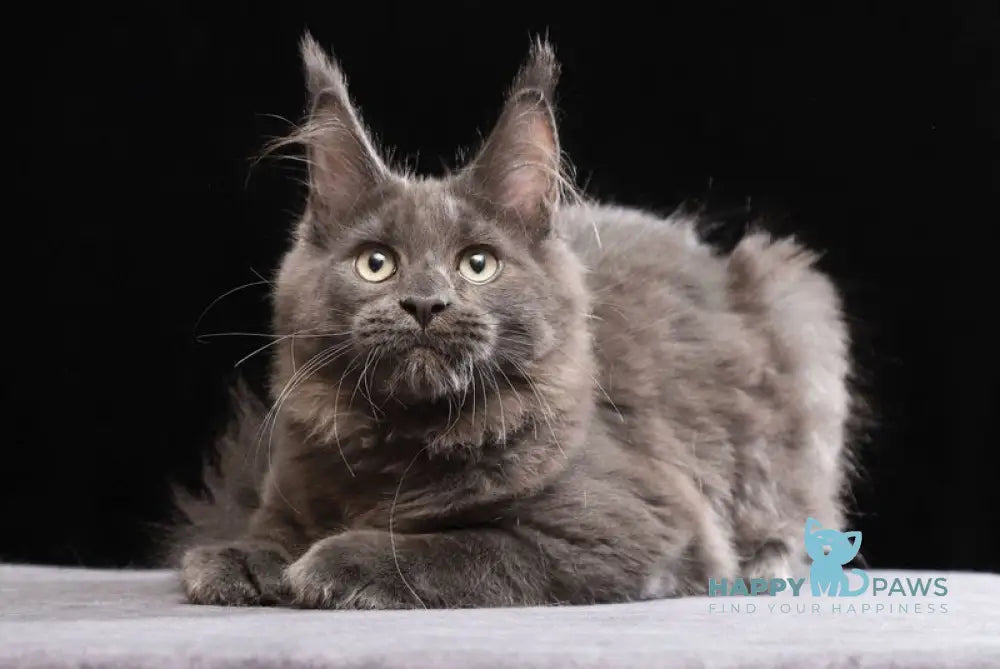 Umberto Maine Coon male blue live animals