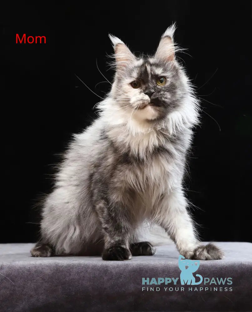 Umberto Maine Coon male blue live animals