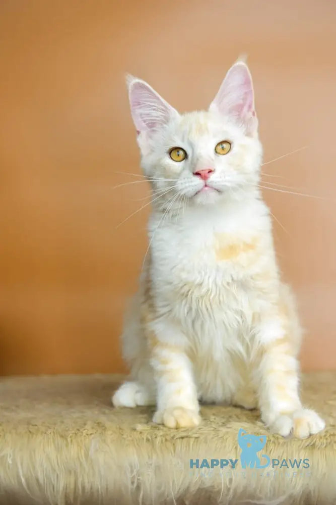 Umberto Maine Coon male red silver tabby live animals
